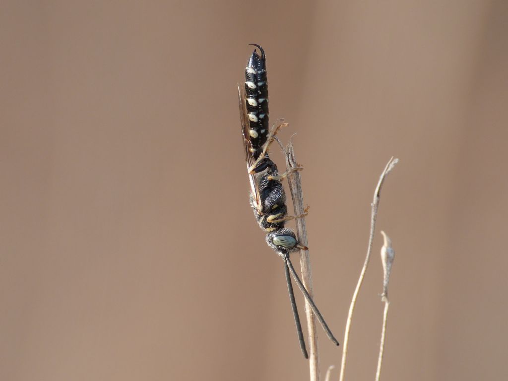 Aiuto identificazione